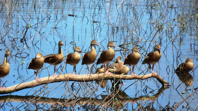 Enten an Hasties Swamp